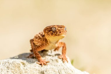 Doğu bahçe kertenkelesi, doğu bahçe kertenkelesi ya da değişken kertenkele (Calotes versicolor) kapalı kum üzerinde.
