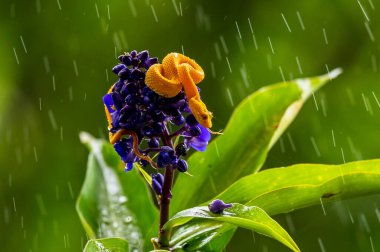 Kirpik Viper - Bothriechis schlegelii, Orta Amerika ormanlarından güzel renkli zehirli çukur engereği, Kosta Rika