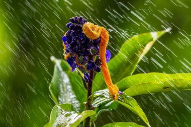 Kirpik Viper - Bothriechis schlegelii, Orta Amerika ormanlarından güzel renkli zehirli çukur engereği, Kosta Rika