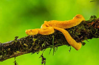 Kirpik Viper - Bothriechis schlegelii, Orta Amerika ormanlarından güzel renkli zehirli çukur engereği, Kosta Rika
