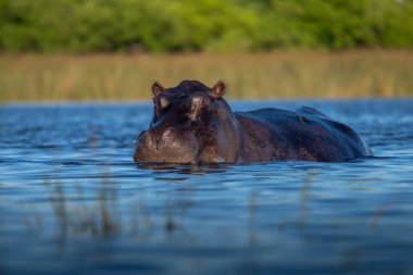 Suaygırı açık ve açık ağızlıklı. Afrika suaygırı, Hippopotamus amfibik amfibik capensis, akşam güneşi, doğal su habitatındaki hayvan, Botswana, Afrika