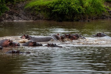 Suaygırı açık ve açık ağızlıklı. Afrika suaygırı, Hippopotamus amfibik amfibik capensis, akşam güneşi, doğal su habitatındaki hayvan, Botswana, Afrika