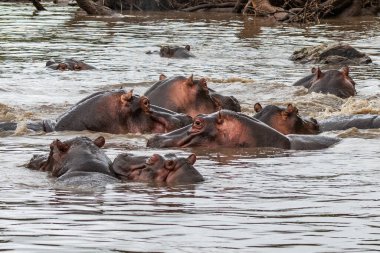 Suaygırı açık ve açık ağızlıklı. Afrika suaygırı, Hippopotamus amfibik amfibik capensis, akşam güneşi, doğal su habitatındaki hayvan, Botswana, Afrika