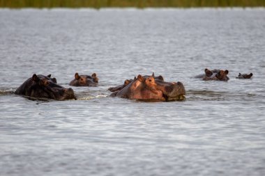Suaygırı açık ve açık ağızlıklı. Afrika suaygırı, Hippopotamus amfibik amfibik capensis, akşam güneşi, doğal su habitatındaki hayvan, Botswana, Afrika