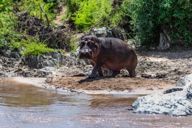 Suaygırı açık ve açık ağızlıklı. Afrika suaygırı, Hippopotamus amfibik amfibik capensis, akşam güneşi, doğal su habitatındaki hayvan, Botswana, Afrika