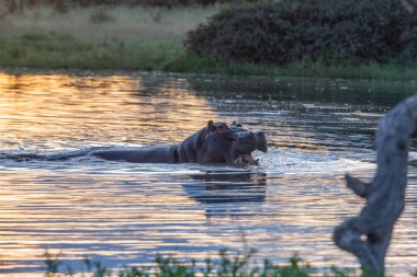 Suaygırı açık ve açık ağızlıklı. Afrika suaygırı, Hippopotamus amfibik amfibik capensis, akşam güneşi, doğal su habitatındaki hayvan, Botswana, Afrika