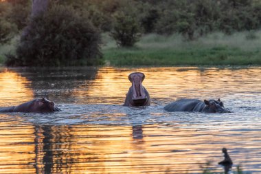 Suaygırı açık ve açık ağızlıklı. Afrika suaygırı, Hippopotamus amfibik amfibik capensis, akşam güneşi, doğal su habitatındaki hayvan, Botswana, Afrika