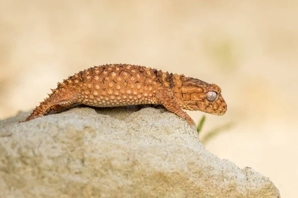 Doğu bahçe kertenkelesi, doğu bahçe kertenkelesi ya da değişken kertenkele (Calotes versicolor) kapalı kum üzerinde.