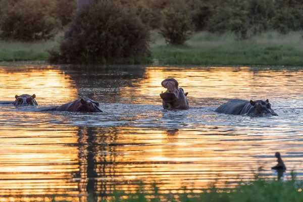 Ippopotamo Con Muso Aperto Acqua Ippopotamo Africano Hippopotamus Amphibius Capensis — Foto Stock