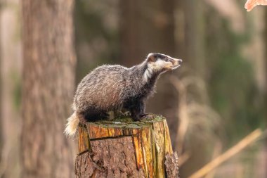 Karda koşan porsuk, karda porsuk olan kış sahnesi