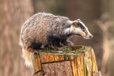 Karda koşan porsuk, karda porsuk olan kış sahnesi