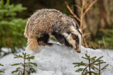 Karda koşan porsuk, karda porsuk olan kış sahnesi