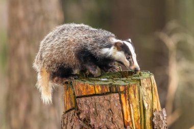 Karda koşan porsuk, karda porsuk olan kış sahnesi