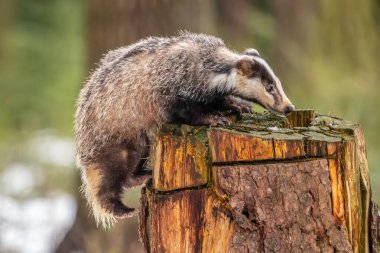 Karda koşan porsuk, karda porsuk olan kış sahnesi