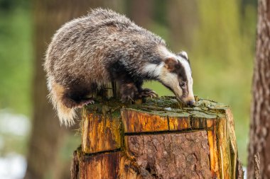 Karda koşan porsuk, karda porsuk olan kış sahnesi