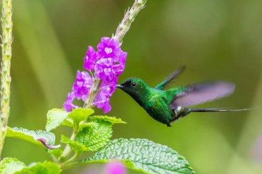 Mavi sinekkuşu Violet Sabrewing güzel kırmızı çiçeğin yanında uçuyor. Teneke kuş ormanda uçar. Kosta Rika 'da vahşi yaşam. Ormanda çiçekten nektar emen iki kuş. Kuş davranışları