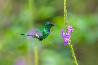 Mavi sinekkuşu Violet Sabrewing güzel kırmızı çiçeğin yanında uçuyor. Teneke kuş ormanda uçar. Kosta Rika 'da vahşi yaşam. Ormanda çiçekten nektar emen iki kuş. Kuş davranışları