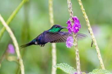 Mavi sinekkuşu Violet Sabrewing güzel kırmızı çiçeğin yanında uçuyor. Teneke kuş ormanda uçar. Kosta Rika 'da vahşi yaşam. Ormanda çiçekten nektar emen iki kuş. Kuş davranışları