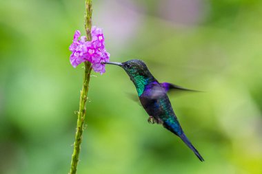 Mavi sinekkuşu Violet Sabrewing güzel kırmızı çiçeğin yanında uçuyor. Teneke kuş ormanda uçar. Kosta Rika 'da vahşi yaşam. Ormanda çiçekten nektar emen iki kuş. Kuş davranışları