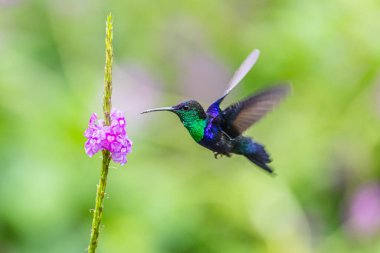 Mavi sinekkuşu Violet Sabrewing güzel kırmızı çiçeğin yanında uçuyor. Teneke kuş ormanda uçar. Kosta Rika 'da vahşi yaşam. Ormanda çiçekten nektar emen iki kuş. Kuş davranışları