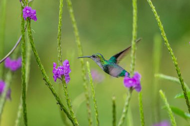 Mavi sinekkuşu Violet Sabrewing güzel kırmızı çiçeğin yanında uçuyor. Teneke kuş ormanda uçar. Kosta Rika 'da vahşi yaşam. Ormanda çiçekten nektar emen iki kuş. Kuş davranışları