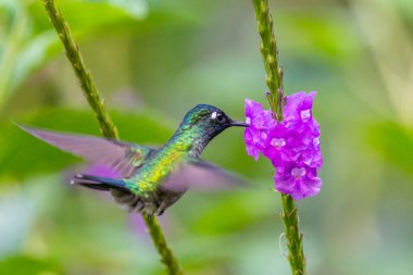 Mavi sinekkuşu Violet Sabrewing güzel kırmızı çiçeğin yanında uçuyor. Teneke kuş ormanda uçar. Kosta Rika 'da vahşi yaşam. Ormanda çiçekten nektar emen iki kuş. Kuş davranışları