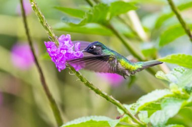 Mavi sinekkuşu Violet Sabrewing güzel kırmızı çiçeğin yanında uçuyor. Teneke kuş ormanda uçar. Kosta Rika 'da vahşi yaşam. Ormanda çiçekten nektar emen iki kuş. Kuş davranışları