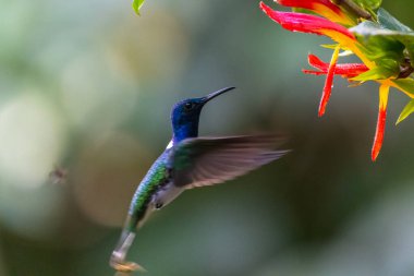 Mavi sinekkuşu Violet Sabrewing güzel kırmızı çiçeğin yanında uçuyor. Teneke kuş ormanda uçar. Kosta Rika 'da vahşi yaşam. Ormanda çiçekten nektar emen iki kuş. Kuş davranışları