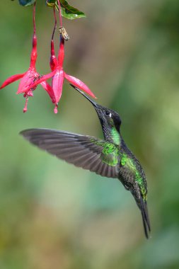 Mavi sinekkuşu Violet Sabrewing güzel kırmızı çiçeğin yanında uçuyor. Teneke kuş ormanda uçar. Kosta Rika 'da vahşi yaşam. Ormanda çiçekten nektar emen iki kuş. Kuş davranışları