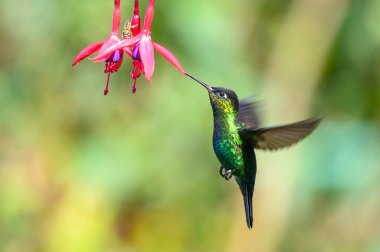 Mavi sinekkuşu Violet Sabrewing güzel kırmızı çiçeğin yanında uçuyor. Teneke kuş ormanda uçar. Kosta Rika 'da vahşi yaşam. Ormanda çiçekten nektar emen iki kuş. Kuş davranışları
