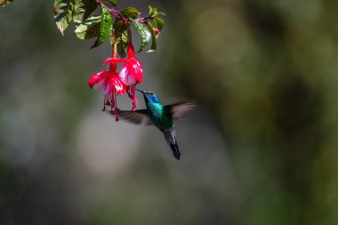 Mavi sinekkuşu Violet Sabrewing güzel kırmızı çiçeğin yanında uçuyor. Teneke kuş ormanda uçar. Kosta Rika 'da vahşi yaşam. Ormanda çiçekten nektar emen iki kuş. Kuş davranışları