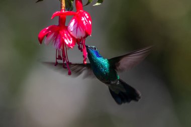 Mavi sinekkuşu Violet Sabrewing güzel kırmızı çiçeğin yanında uçuyor. Teneke kuş ormanda uçar. Kosta Rika 'da vahşi yaşam. Ormanda çiçekten nektar emen iki kuş. Kuş davranışları