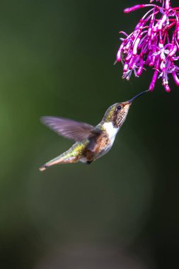 Mavi sinekkuşu Violet Sabrewing güzel kırmızı çiçeğin yanında uçuyor. Teneke kuş ormanda uçar. Kosta Rika 'da vahşi yaşam. Ormanda çiçekten nektar emen iki kuş. Kuş davranışları