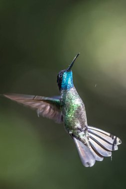 Mavi sinekkuşu Violet Sabrewing güzel kırmızı çiçeğin yanında uçuyor. Teneke kuş ormanda uçar. Kosta Rika 'da vahşi yaşam. Ormanda çiçekten nektar emen iki kuş. Kuş davranışları
