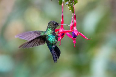 Mavi sinekkuşu Violet Sabrewing güzel kırmızı çiçeğin yanında uçuyor. Teneke kuş ormanda uçar. Kosta Rika 'da vahşi yaşam. Ormanda çiçekten nektar emen iki kuş. Kuş davranışları