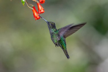 Mavi sinekkuşu Violet Sabrewing güzel kırmızı çiçeğin yanında uçuyor. Teneke kuş ormanda uçar. Kosta Rika 'da vahşi yaşam. Ormanda çiçekten nektar emen iki kuş. Kuş davranışları