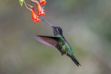 Mavi sinekkuşu Violet Sabrewing güzel kırmızı çiçeğin yanında uçuyor. Teneke kuş ormanda uçar. Kosta Rika 'da vahşi yaşam. Ormanda çiçekten nektar emen iki kuş. Kuş davranışları
