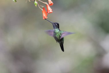 Mavi sinekkuşu Violet Sabrewing güzel kırmızı çiçeğin yanında uçuyor. Teneke kuş ormanda uçar. Kosta Rika 'da vahşi yaşam. Ormanda çiçekten nektar emen iki kuş. Kuş davranışları