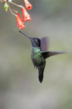 Mavi sinekkuşu Violet Sabrewing güzel kırmızı çiçeğin yanında uçuyor. Teneke kuş ormanda uçar. Kosta Rika 'da vahşi yaşam. Ormanda çiçekten nektar emen iki kuş. Kuş davranışları