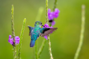 Mavi sinekkuşu Violet Sabrewing güzel kırmızı çiçeğin yanında uçuyor. Teneke kuş ormanda uçar. Kosta Rika 'da vahşi yaşam. Ormanda çiçekten nektar emen iki kuş. Kuş davranışları