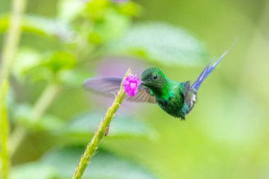 Mavi sinekkuşu Violet Sabrewing güzel kırmızı çiçeğin yanında uçuyor. Teneke kuş ormanda uçar. Kosta Rika 'da vahşi yaşam. Ormanda çiçekten nektar emen iki kuş. Kuş davranışları