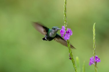 Mavi sinekkuşu Violet Sabrewing güzel kırmızı çiçeğin yanında uçuyor. Teneke kuş ormanda uçar. Kosta Rika 'da vahşi yaşam. Ormanda çiçekten nektar emen iki kuş. Kuş davranışları
