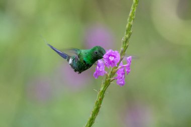 Mavi sinekkuşu Violet Sabrewing güzel kırmızı çiçeğin yanında uçuyor. Teneke kuş ormanda uçar. Kosta Rika 'da vahşi yaşam. Ormanda çiçekten nektar emen iki kuş. Kuş davranışları