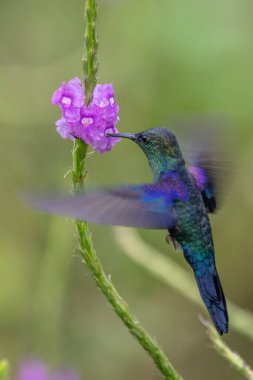 Mavi sinekkuşu Violet Sabrewing güzel kırmızı çiçeğin yanında uçuyor. Teneke kuş ormanda uçar. Kosta Rika 'da vahşi yaşam. Ormanda çiçekten nektar emen iki kuş. Kuş davranışları