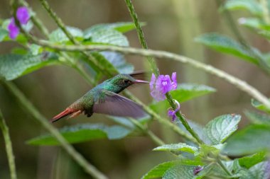 Mavi sinekkuşu Violet Sabrewing güzel kırmızı çiçeğin yanında uçuyor. Teneke kuş ormanda uçar. Kosta Rika 'da vahşi yaşam. Ormanda çiçekten nektar emen iki kuş. Kuş davranışları