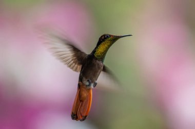 Mavi sinekkuşu Violet Sabrewing güzel kırmızı çiçeğin yanında uçuyor. Teneke kuş ormanda uçar. Kosta Rika 'da vahşi yaşam. Ormanda çiçekten nektar emen iki kuş. Kuş davranışları