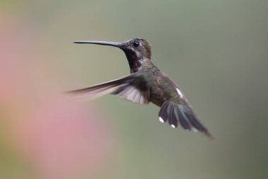 Mavi sinekkuşu Violet Sabrewing güzel kırmızı çiçeğin yanında uçuyor. Teneke kuş ormanda uçar. Kosta Rika 'da vahşi yaşam. Ormanda çiçekten nektar emen iki kuş. Kuş davranışları