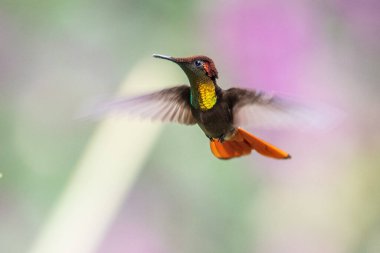 Mavi sinekkuşu Violet Sabrewing güzel kırmızı çiçeğin yanında uçuyor. Teneke kuş ormanda uçar. Kosta Rika 'da vahşi yaşam. Ormanda çiçekten nektar emen iki kuş. Kuş davranışları