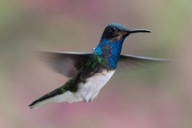 Mavi sinekkuşu Violet Sabrewing güzel kırmızı çiçeğin yanında uçuyor. Teneke kuş ormanda uçar. Kosta Rika 'da vahşi yaşam. Ormanda çiçekten nektar emen iki kuş. Kuş davranışları