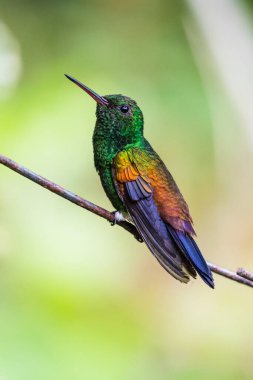 Mavi sinekkuşu Violet Sabrewing güzel kırmızı çiçeğin yanında uçuyor. Teneke kuş ormanda uçar. Kosta Rika 'da vahşi yaşam. Ormanda çiçekten nektar emen iki kuş. Kuş davranışları